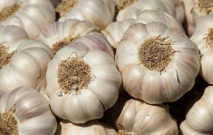 How Long Garlic Last